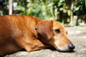 Este viernes 17, San Antón: bendición de animales a las 19.30 horas